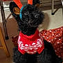 adorable, animal, black_dog, blanket, christmas, costume, cute, dog, domestic_animal, festive, floor, furry, holiday, holiday_sweater, indoor, looking_up, pet, puppy, reindeer_antlers, small_dog