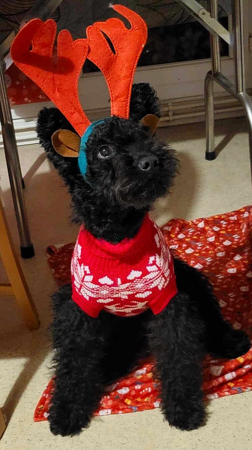 Murphy