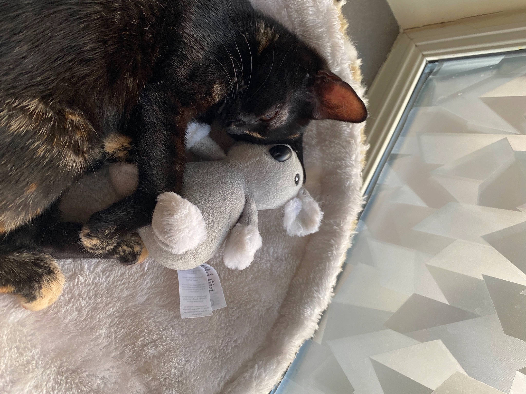 Masha participe au concours pour gagner de l'argent avec cette photo : carnivore, cat, comfort, companion_dog, dog_breed, domestic_short_haired_cat, fawn, felidae, flooring, fur, grey, linens, paw, small_to_medium_sized_cats, snout, tail, toy, whiskers, wood, wool