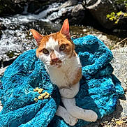 Fonzie joined the competition — help win amazing prizes! animal, blanket, blue_blanket, cat, close_up, curious, daylight, fur, greenery, nature, orange_and_white, outdoor, peaceful, pet, relaxing, rocks, stream, sunlight, whiskers, wildlife