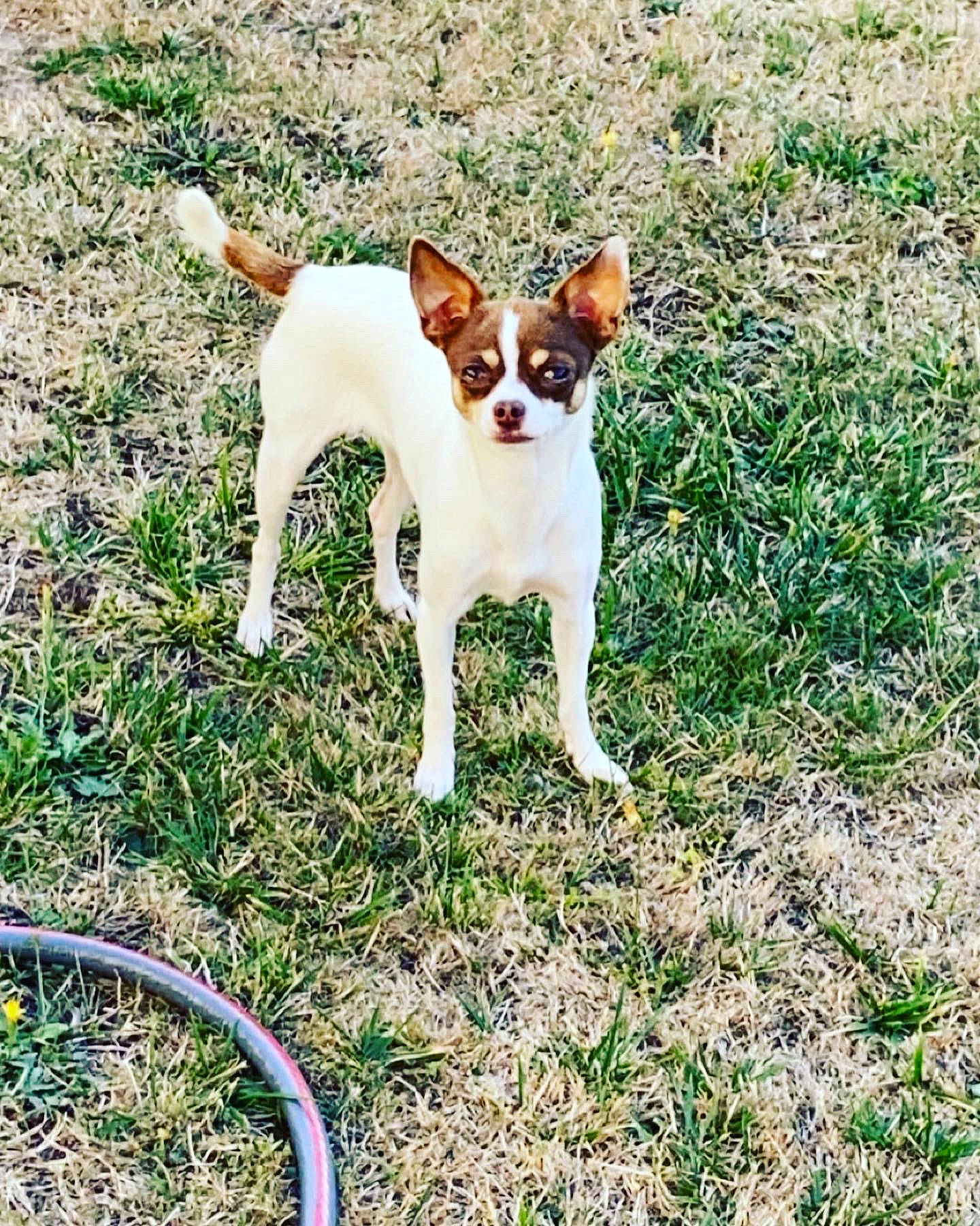 Satine participe au concours pour gagner de l'argent avec cette photo : canidae, carnivore, chihuahua, companion_dog, dog, dog_breed, fawn, grass, hose, irishjacks, non_sporting_group, plant, russkiy_toy, small_terrier, sporting_group, tail, terrestrial_animal, terrier, toy_dog, working_animal