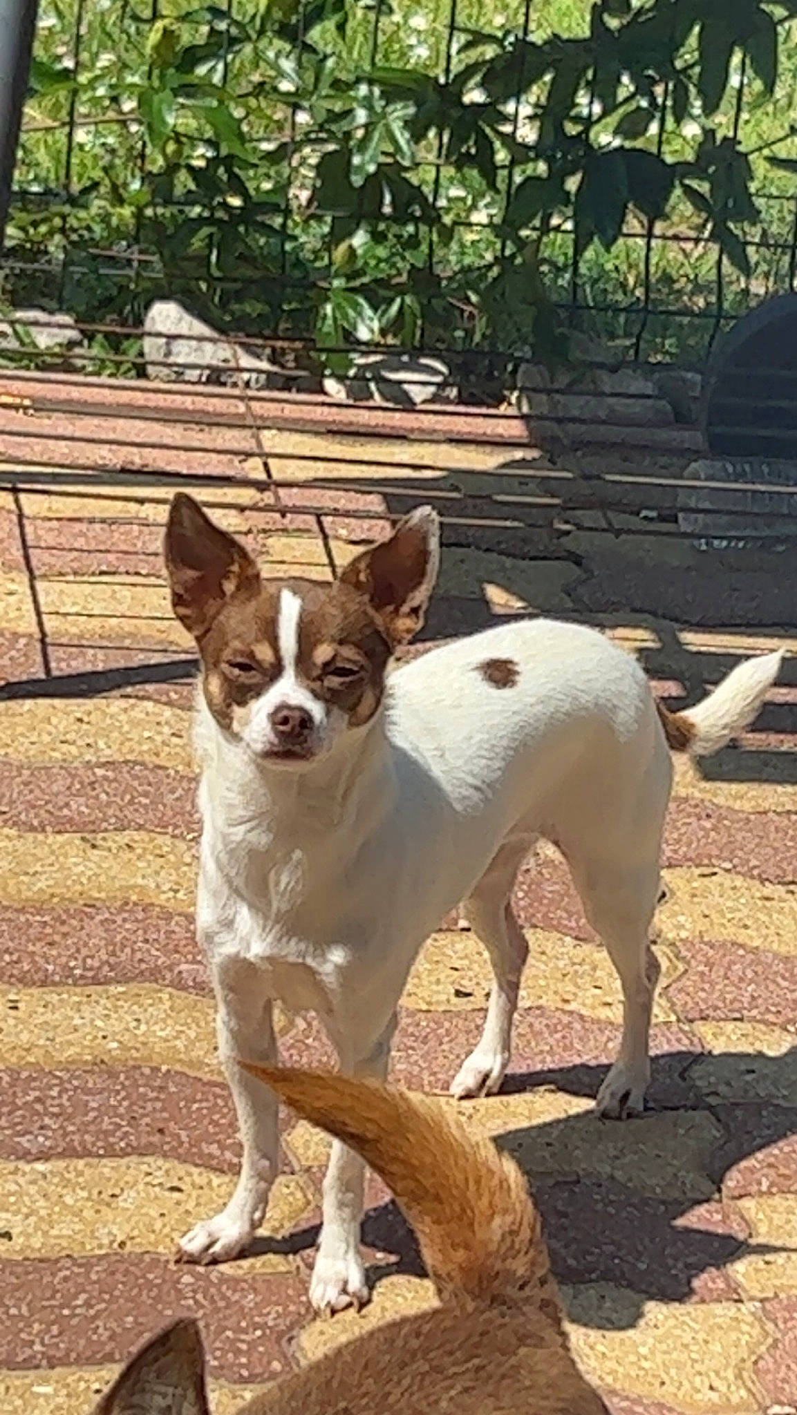 Satine a rejoint le concours — aidez-le/la à gagner de superbes lots ! ancient_dog_breeds, canidae, carnivore, chihuahua, companion_dog, dog, dog_breed, dog_supply, fawn, fence, flowerpot, non_sporting_group, paw, plant, sporting_group, tail, terrestrial_animal, terrier, toy_dog, working_animal