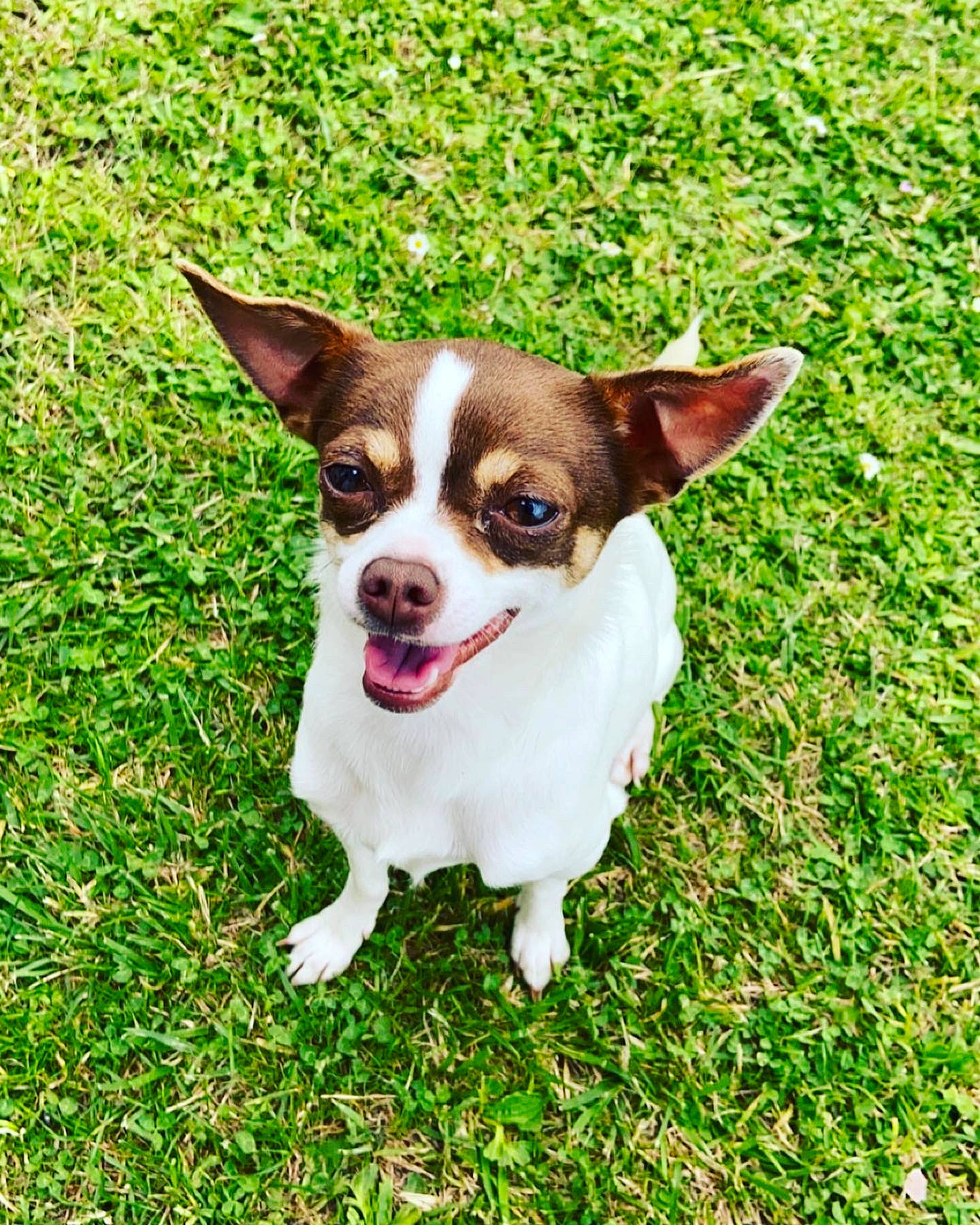 Satine a rejoint le concours — aidez-le/la à gagner de superbes lots ! canidae, carnivore, chihuahua, companion_dog, corgi_chihuahua, dog, dog_breed, fawn, grass, groundcover, herbaceous_plant, plant, puppy, sporting_group, terrestrial_animal, toy_dog, whiskers, working_animal
