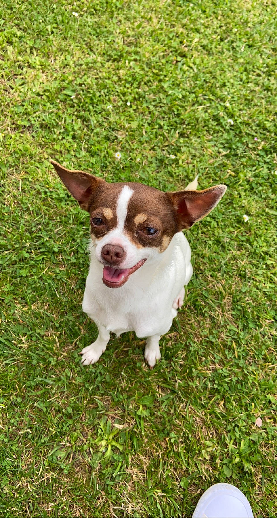 Satine a rejoint le concours — aidez-le/la à gagner de superbes lots ! canidae, carnivore, chihuahua, companion_dog, dog, dog_breed, grass, grassland, groundcover, herbaceous_plant, plant, puppy, soil, sporting_group, terrestrial_animal, toy_dog, whiskers, working_animal