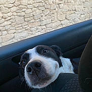 Isa a rejoint le concours — aidez-le/la à gagner de superbes lots ! dog, black_and_white, car_interior, seat, window, stone_wall, close_up, pet, animal, face, curious, nose, whiskers, ears, indoor, transportation, looking, cute, companion, mammal