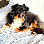 Noë a rejoint le concours — aidez-le/la à gagner de superbes lots ! dog, pet, fluffy, black, brown, white, tri_color, couch, blanket, indoor, relaxed, animal, fur, paw, ears, snout, lying_down, canine, companion, domestic