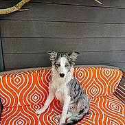 Berlioz participe au concours pour gagner de l'argent avec cette photo : dog, border_collie, puppy, merle_coat, heterochromia, orange_cushion, patterned_cushion, wooden_bench, indoor, pet, animal, sitting, fur, ears, face, wall, branch, relaxing, portrait, cute