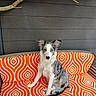 dog, border_collie, puppy, merle_coat, heterochromia, orange_cushion, patterned_cushion, wooden_bench, indoor, pet, animal, sitting, fur, ears, face, wall, branch, relaxing, portrait, cute