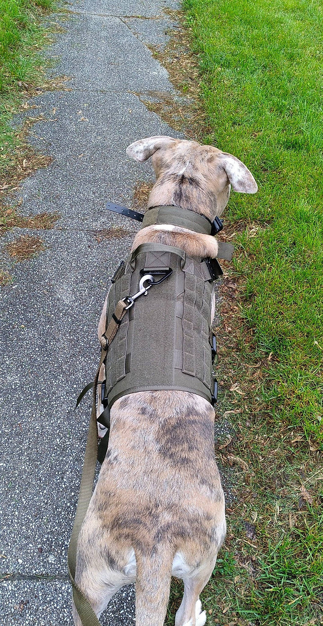 Gruff is registered to the contest to win money with this photo: asphalt, canidae, companion_dog, concrete, curb, dog, dog_breed, grass, road, road_surface, rock, sidewalk, soil, sporting_group, tail, tar, terrestrial_animal, trunk, wood, working_animal