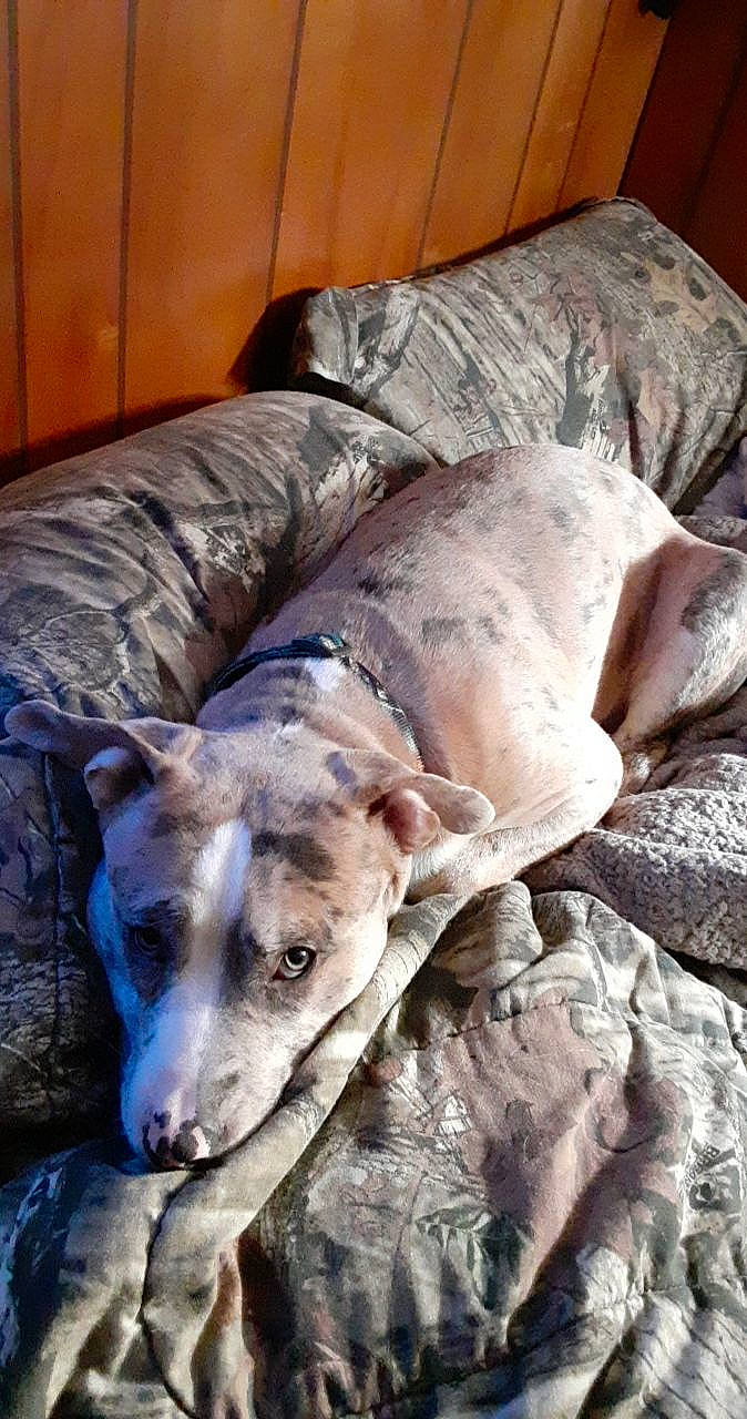 Gruff joined the competition — help win amazing prizes! canidae, carnivore, comfort, companion_dog, couch, dog, dog_breed, fawn, guard_dog, linens, non_sporting_group, rampur_greyhound, sighthound, sporting_group, terrestrial_animal, wood, working_animal