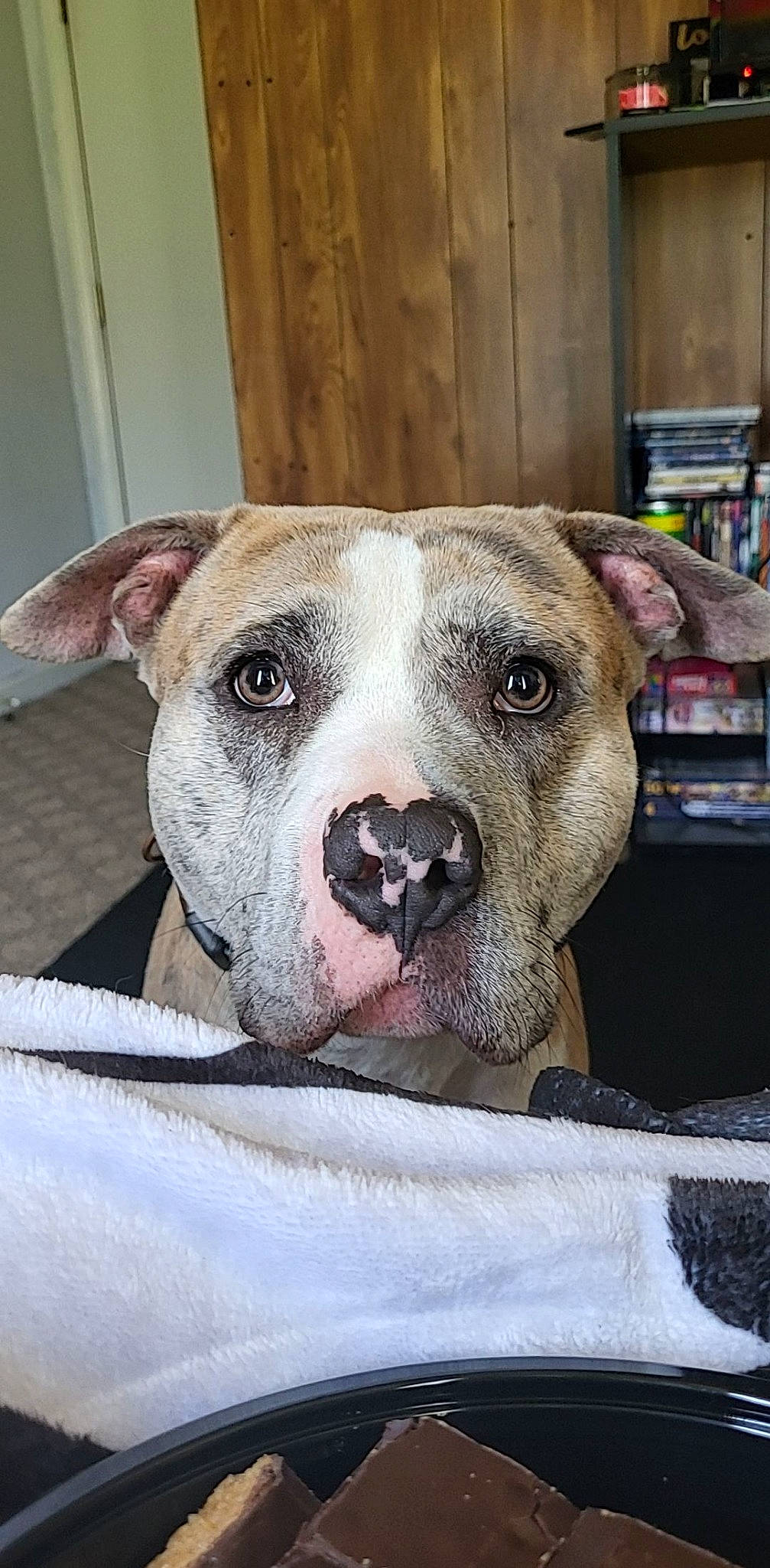 Gruff joined the competition — help win amazing prizes! canidae, carnivore, collar, companion_dog, dog, dog_breed, dog_collar, fawn, fur, guard_dog, molosser, non_sporting_group, pet_supply, scar, snout, sporting_group, terrestrial_animal, whiskers, working_animal, working_dog