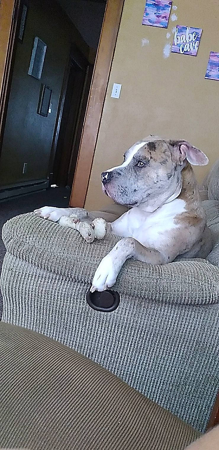 Gruff is registered to the contest to win money with this photo: canidae, carnivore, collar, comfort, companion_dog, dog, dog_breed, dog_supply, door, fawn, flooring, grey, hardwood, linens, paw, snout, sporting_group, tail, vehicle_door, working_animal