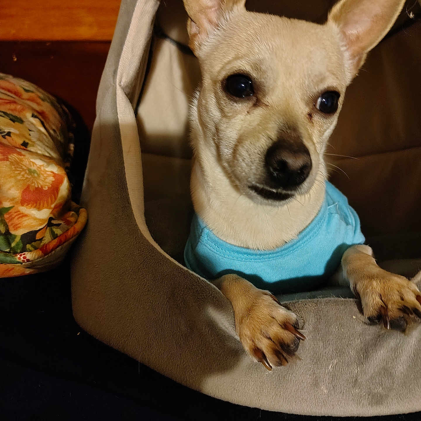 Groot Little Dude is registered to the contest to win money with this photo: dog, small_dog, tan_dog, pet_bed, blue_shirt, paws, indoor, cozy, curious, animal, canine, furniture, cushion, closeup, resting, ears, snout, fur, companion, cute
