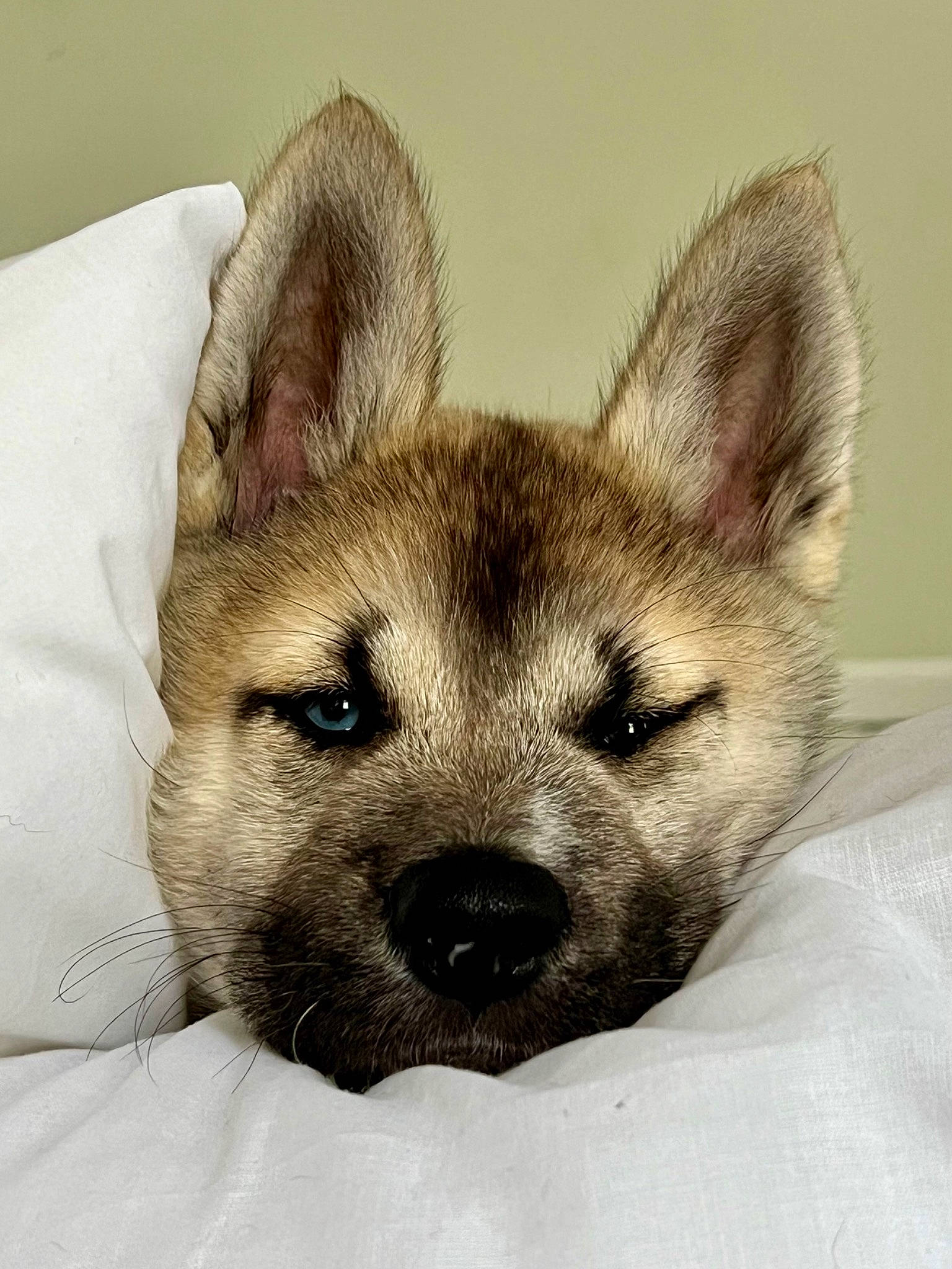 Lola joined the competition — help win amazing prizes! ancient_dog_breeds, art, canidae, carnivore, companion_dog, dog, dog_breed, ear, eye, fawn, fur, head, non_sporting_group, puppy, snout, sporting_group, terrestrial_animal, whiskers, wildlife, working_animal