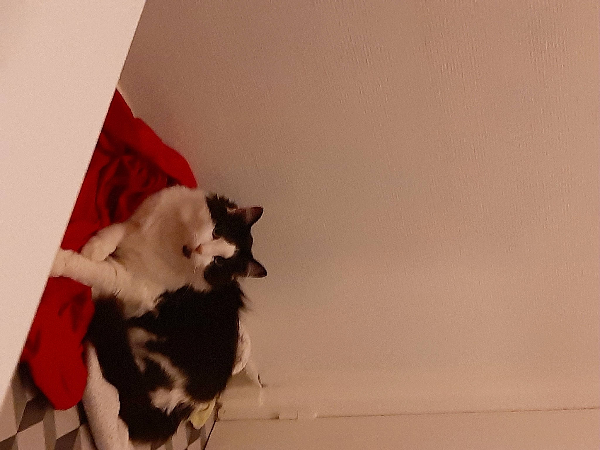 Ines a rejoint le concours — aidez-le/la à gagner de superbes lots ! carnivore, cat, felidae, fur, kitten, norwegian_forest_cat, small_to_medium_sized_cats, tail, whiskers, white