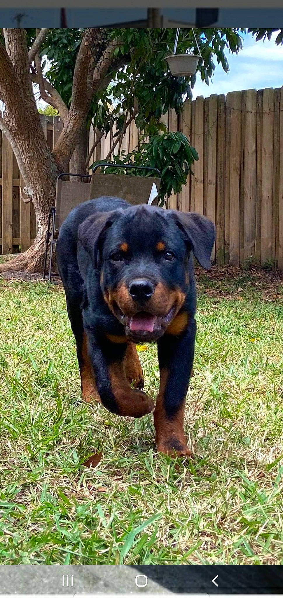 Goku is registered to the contest to win money with this photo: austrian_black_and_tan_hound, canidae, carlin_pinscher, carnivore, companion_dog, dog, dog_breed, hunting_dog, mammal, molosser, polish_hunting_dog, rottweiler, sporting_group, vertebrate