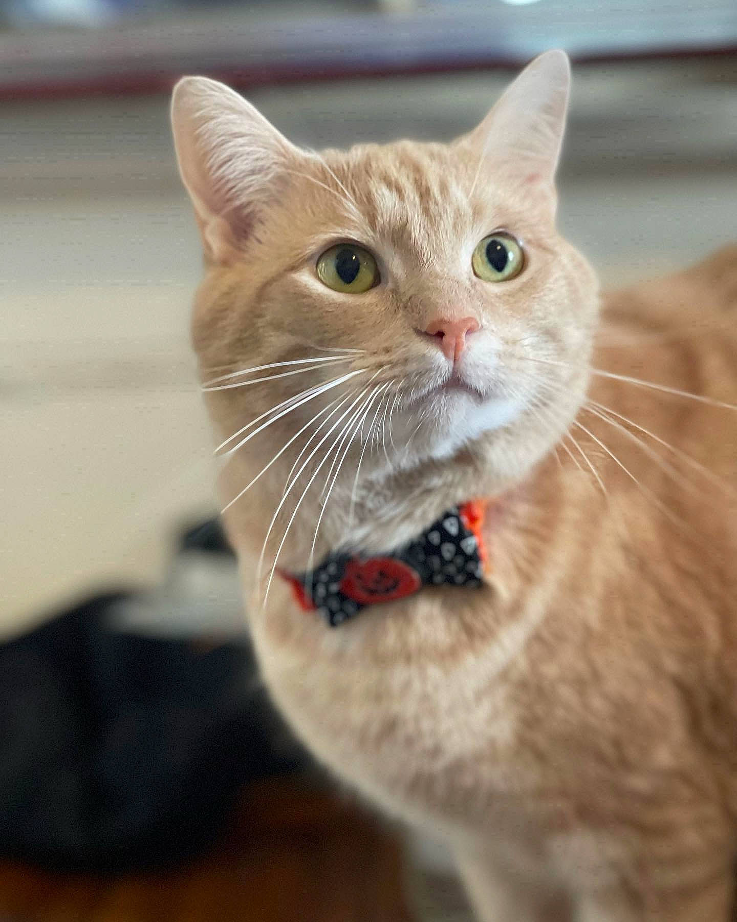 Morty is registered to the contest to win money with this photo: bow_tie, carnivore, cat, claw, close_up, collar, domestic_short_haired_cat, ear, fang, fawn, felidae, fur, gesture, paw, pet_supply, small_to_medium_sized_cats, snout, tail, whiskers, window