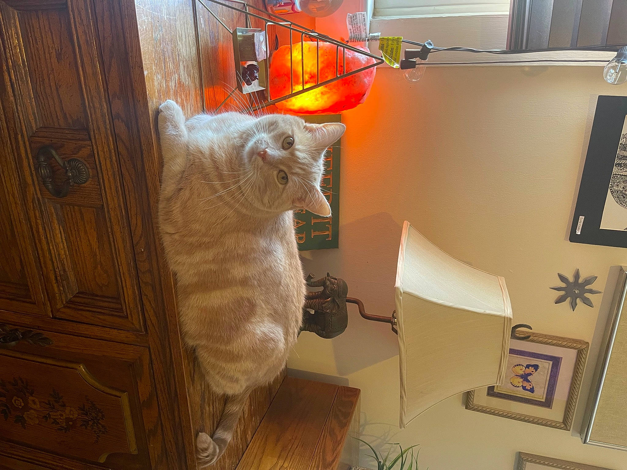 Morty is registered to the contest to win money with this photo: art, cat, cat_supply, chair, comfort, felidae, flooring, fur, hardwood, interior_design, lamp, living_room, picture_frame, plant, room, small_to_medium_sized_cats, tail, whiskers, window, wood