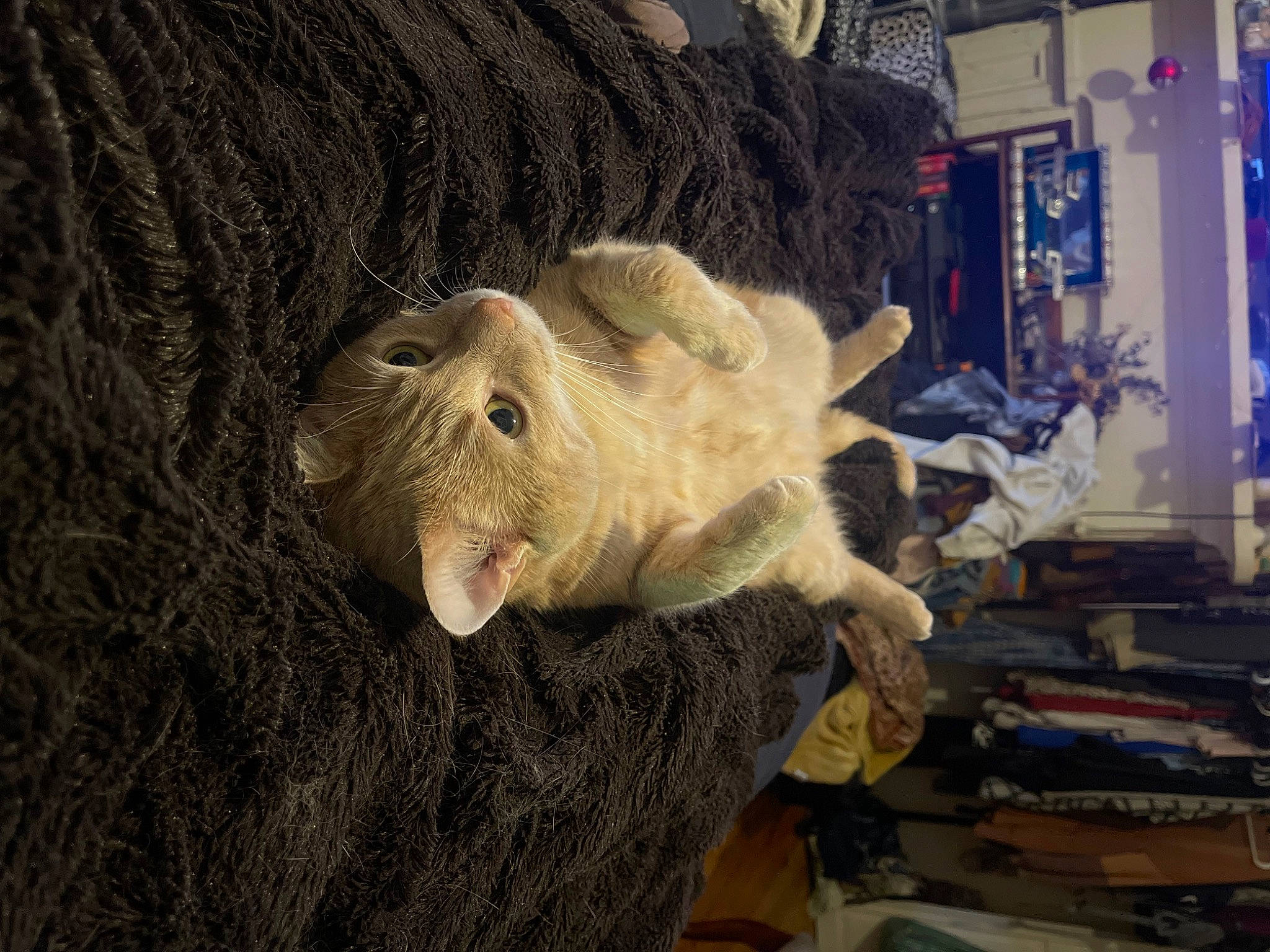 Morty is registered to the contest to win money with this photo: african_elephant, art, canidae, carving, domestic_pig, felidae, fur, indian_elephant, livestock, sculpture, suidae, terrestrial_animal, tusk, visual_arts, whiskers, wood, working_animal, wrinkle