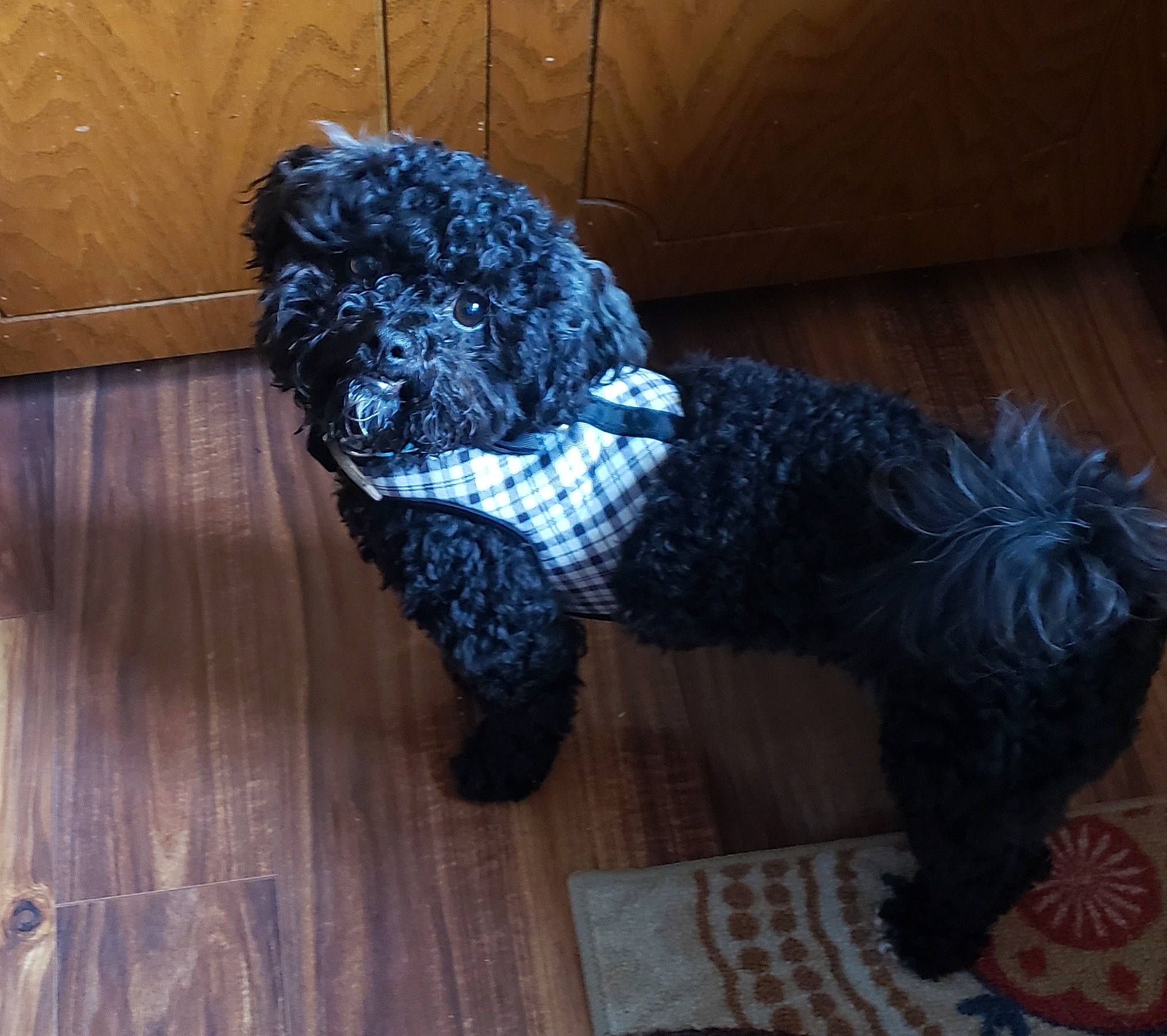 Dexter joined the competition — help win amazing prizes! bolonka, canidae, carnivore, cavapoo, cockapoo, companion_dog, dog, dog_breed, dog_clothes, havanese, miniature_poodle, non_sporting_group, poodle, poodle_crossbreed, portuguese_water_dog, schnoodle, shih_poo, spanish_water_dog, sporting_group, toy_poodle