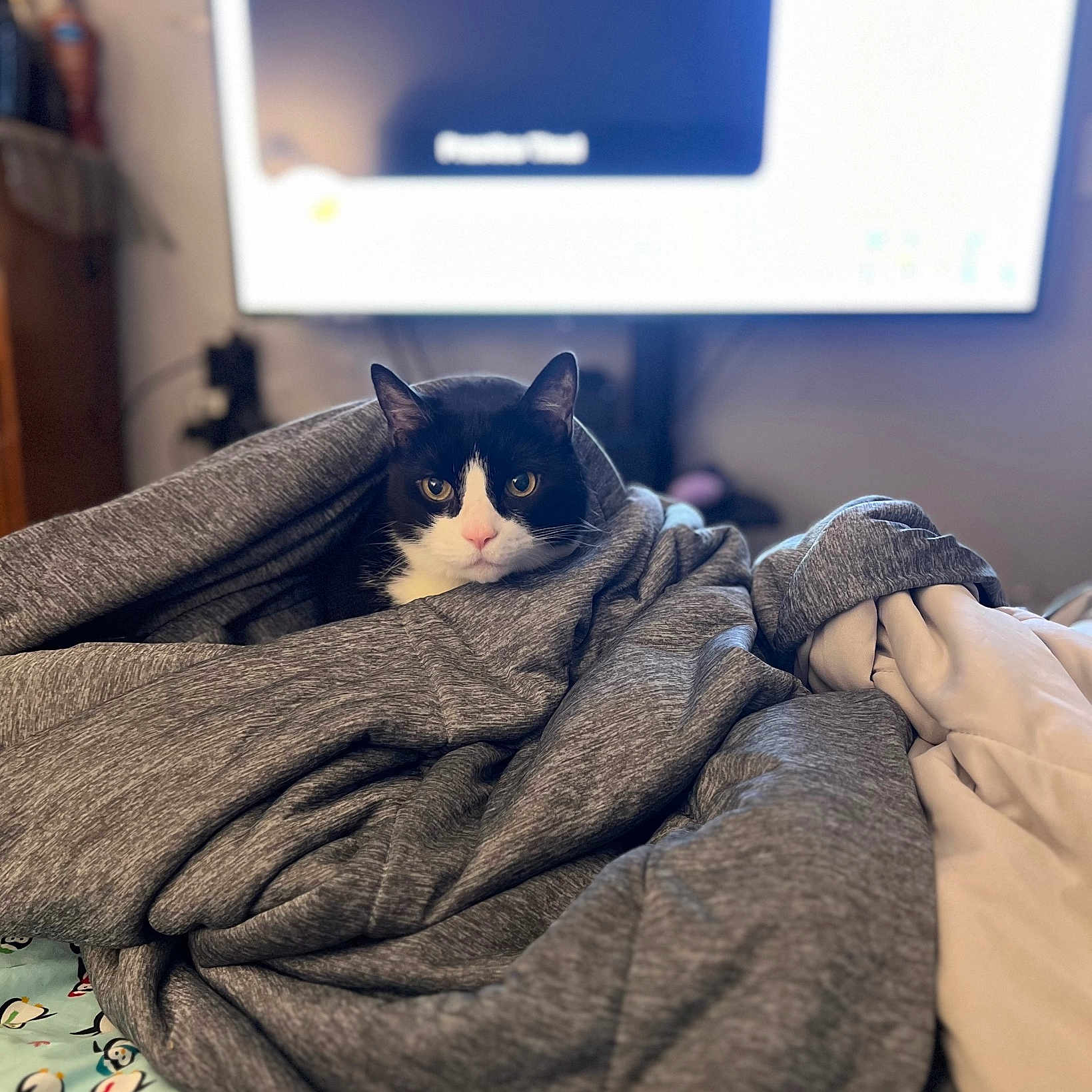 Oreo is registered to the contest to win money with this photo: animal, bed, bedroom, blanket, cat, computer, computerhardware, electronics, furniture, hardware, indoors, kitten, laptop, monitor, pc, person, pet, quilt, room, screen