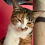 cat, calico, pet, sleepy, scratching_post, feline, whiskers, ears, fur, indoor, closeup, pink_background, relaxed, animal, cute, mammal, resting, portrait, household, domestic