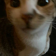 Nounou a rejoint le concours — aidez-le/la à gagner de superbes lots ! cat, close_up, blurry, face, animal, pet, whiskers, fur, eyes, nose, indoor, tabby, curious, soft, cute, feline, portrait, muzzle, snout, domestic