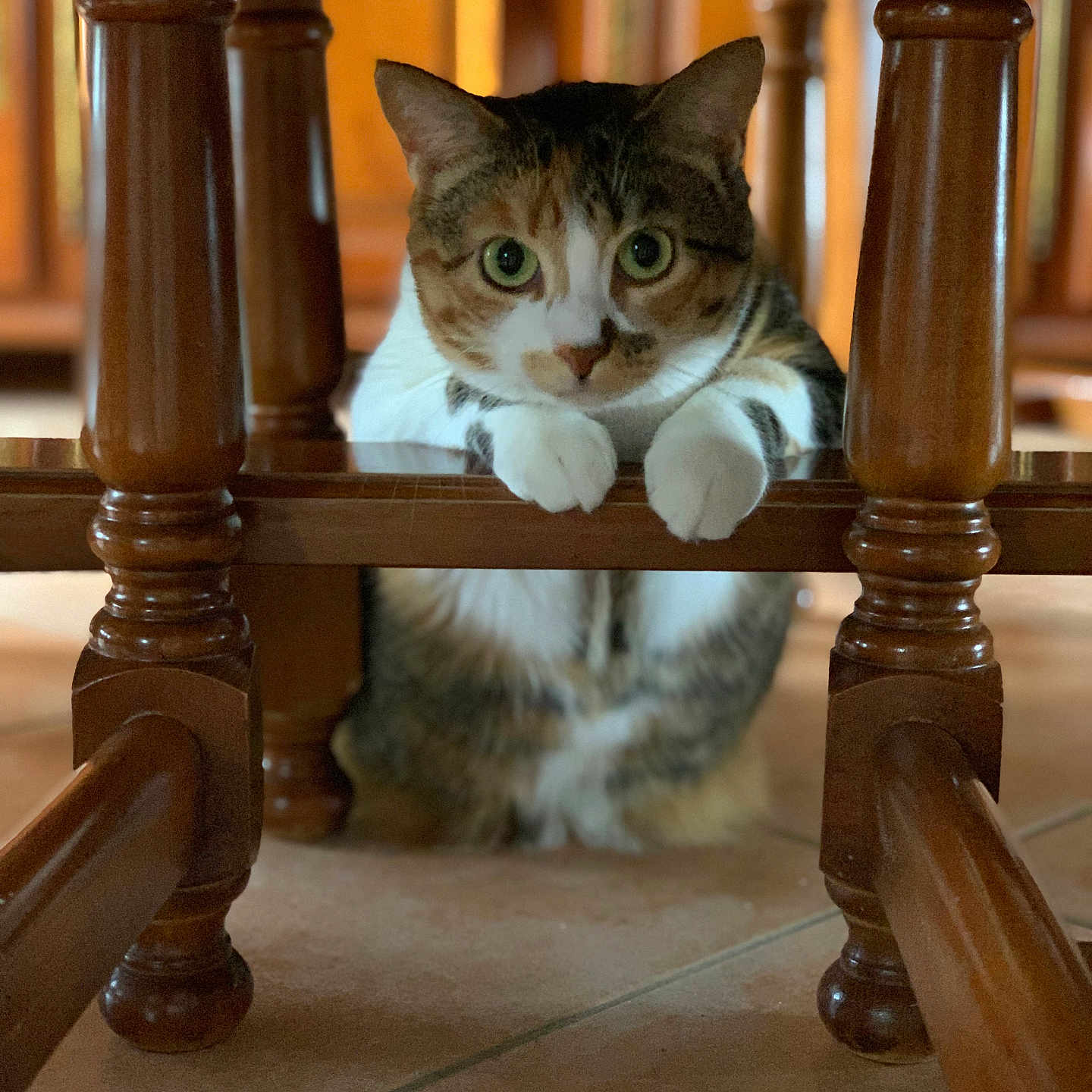 Nounou a rejoint le concours — aidez-le/la à gagner de superbes lots ! animal, calico_cat, cat, chair, close_up, curious, domestic, ears, feline, home, indoor, looking, paws, pet, playful, resting, sitting, tile_floor, whiskers, wooden_furniture