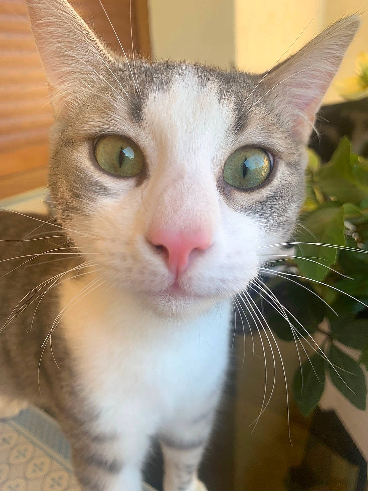 Shadow a rejoint le concours — aidez-le/la à gagner de superbes lots ! carnivore, cat, domestic_short_haired_cat, ear, eye, face, fawn, felidae, fur, hair, head, human_body, iris, nose, paw, small_to_medium_sized_cats, snout, whiskers, window