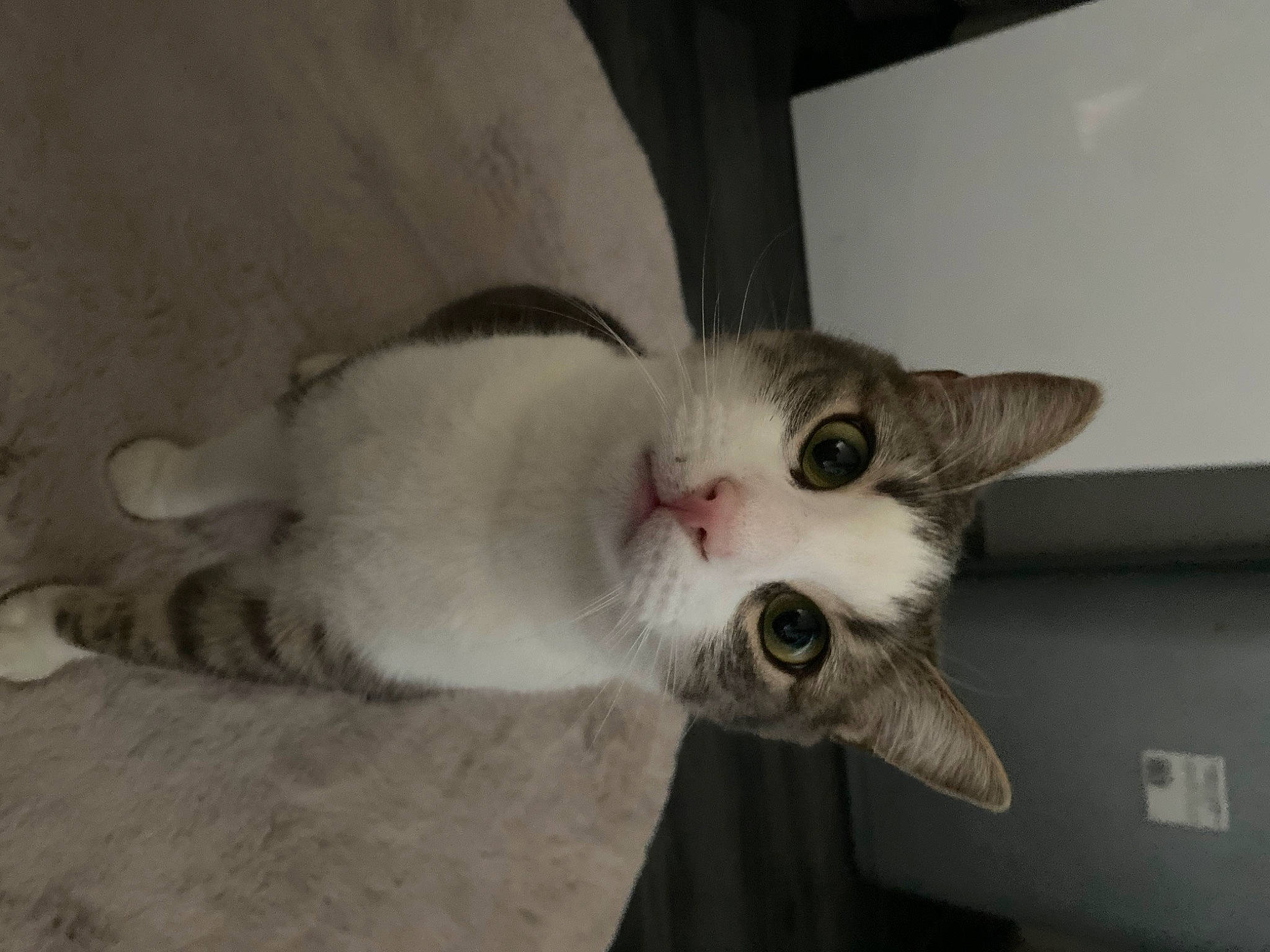 Shadow participe au concours pour gagner de l'argent avec cette photo : carnivore, cat, domestic_short_haired_cat, ear, felidae, fur, paw, small_to_medium_sized_cats, snout, tail, whiskers