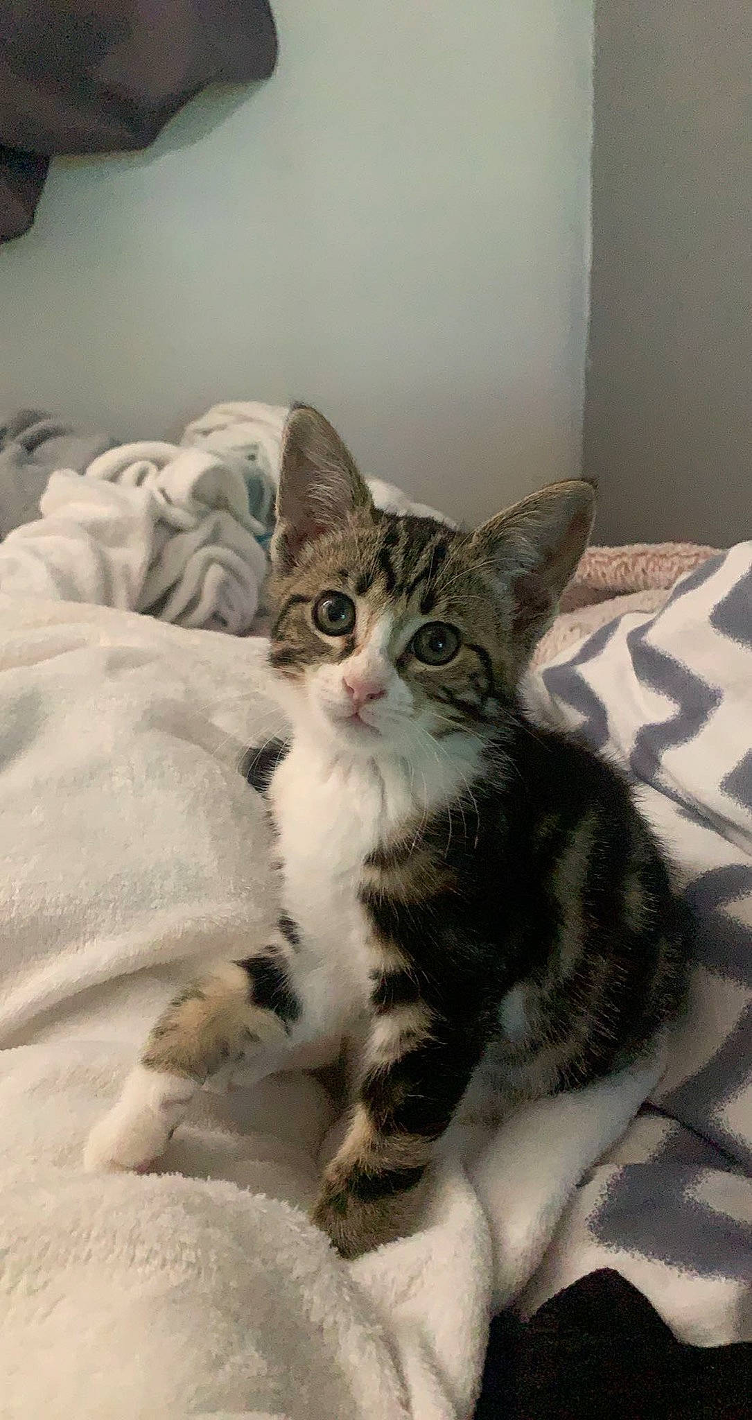 Saphir participe au concours pour gagner de l'argent avec cette photo : bed, bedding, carnivore, cat, claw, comfort, domestic_short_haired_cat, door, eye, felidae, fur, linens, paw, sitting, small_to_medium_sized_cats, snout, tail, terrestrial_animal, whiskers