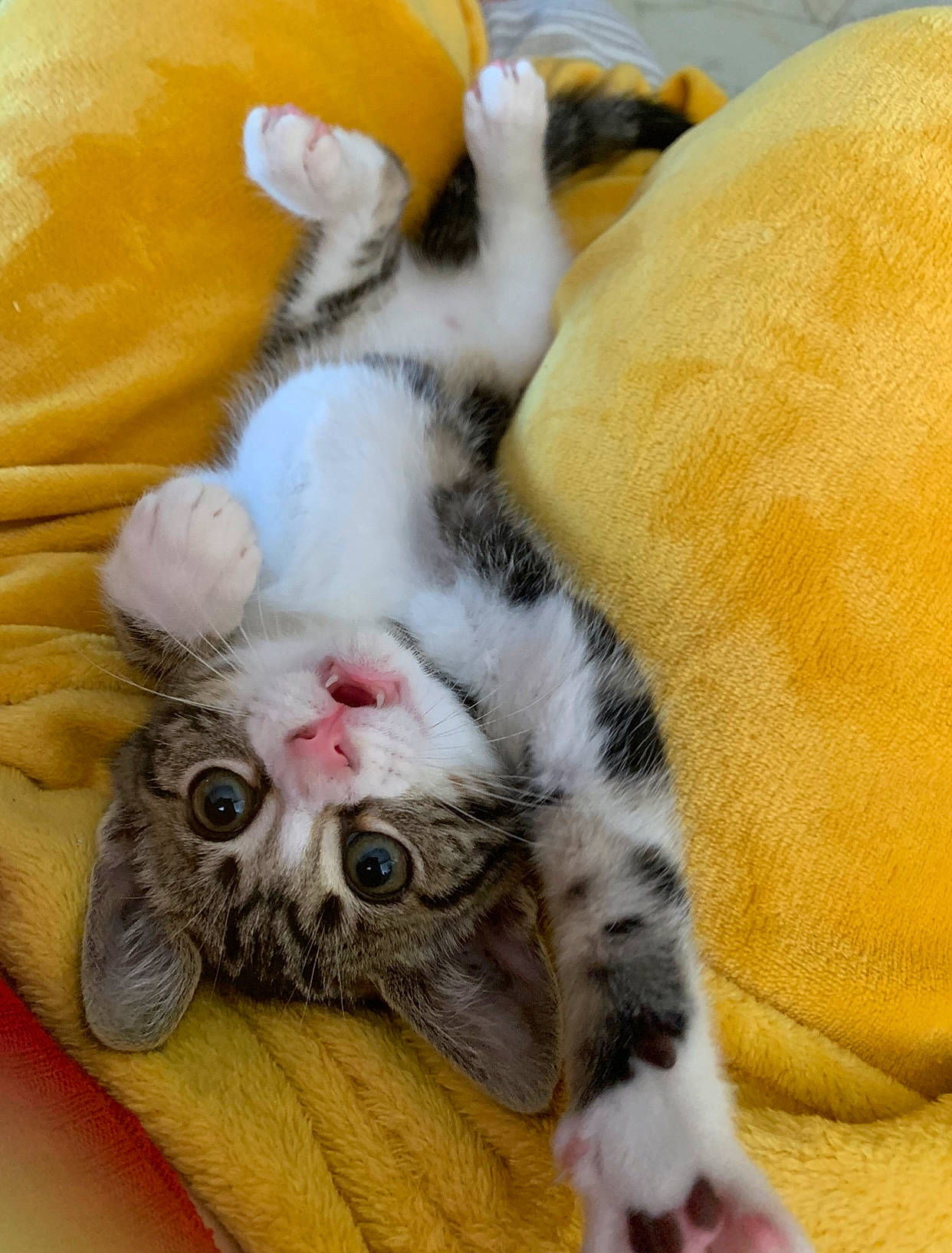 Saphir a rejoint le concours — aidez-le/la à gagner de superbes lots ! canidae, carnivore, cat, cat_bed, claw, comfort, companion_dog, dog_breed, domestic_short_haired_cat, fawn, felidae, foot, fur, linens, nap, paw, small_to_medium_sized_cats, snout, tail, whiskers