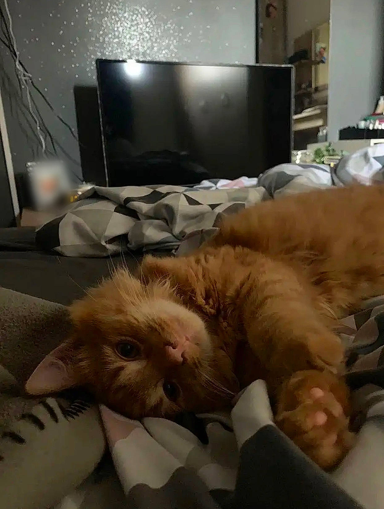 Rubis participe au concours pour gagner de l'argent avec cette photo : canidae, carnivore, cat, comfort, companion_dog, dog_breed, fawn, felidae, fur, home_appliance, lamp, lap, paw, room, small_to_medium_sized_cats, snout, sporting_group, television, television_set, whiskers