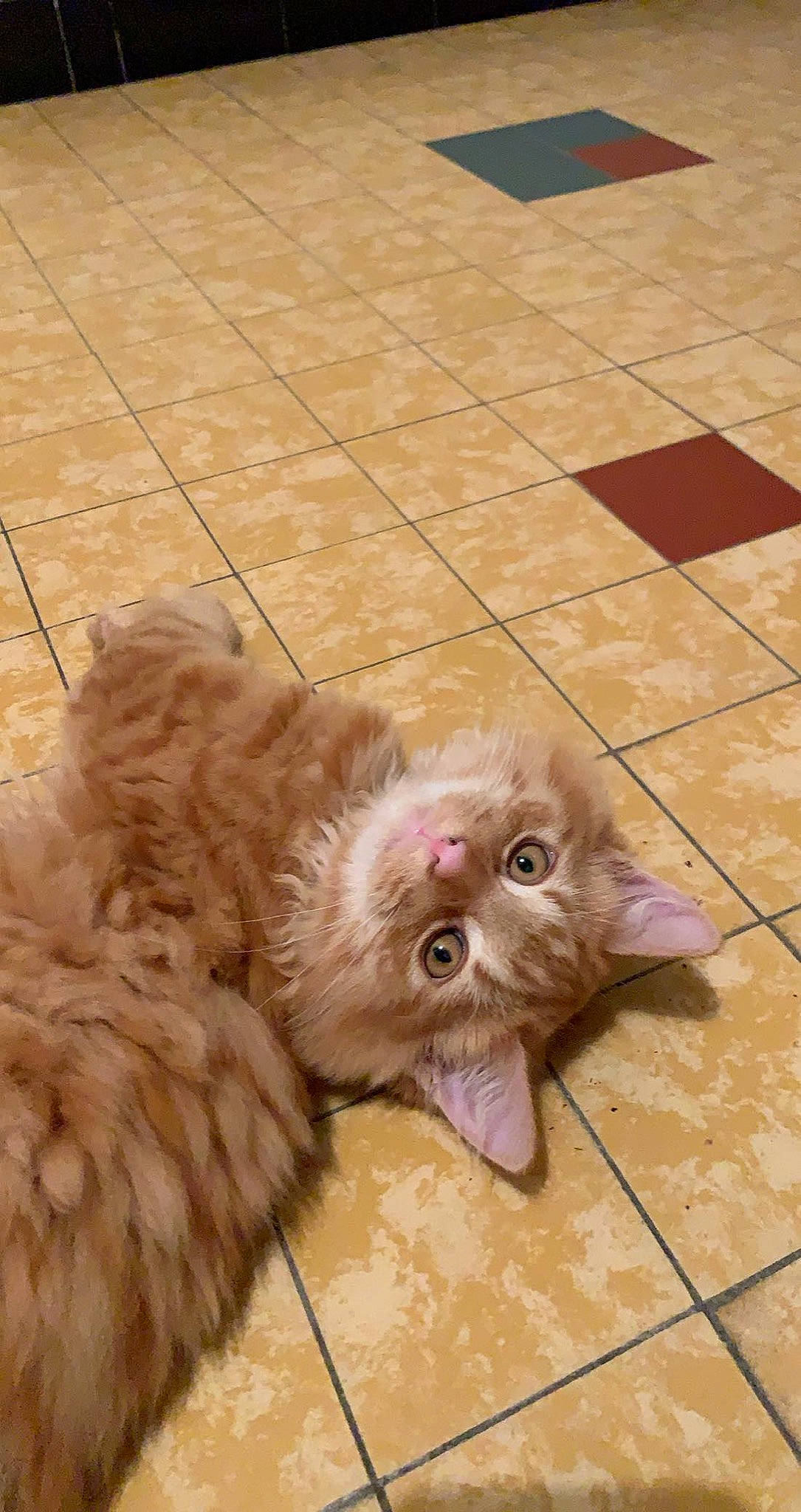 Rubis participe au concours pour gagner de l'argent avec cette photo : carnivore, cat, companion_dog, dog_breed, fawn, felidae, floor, flooring, fur, hardwood, liver, paw, small_to_medium_sized_cats, snout, sporting_group, terrestrial_animal, tile_flooring, whiskers, wood, working_animal