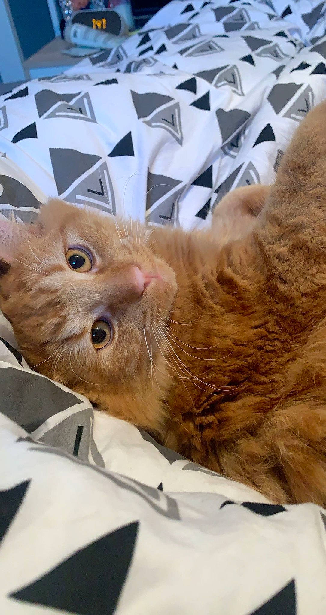 Rubis a rejoint le concours — aidez-le/la à gagner de superbes lots ! carnivore, cat, cat_bed, claw, comfort, domestic_short_haired_cat, ear, fawn, felidae, fur, gesture, nap, paw, sleep, small_to_medium_sized_cats, tail, whiskers, wrinkle