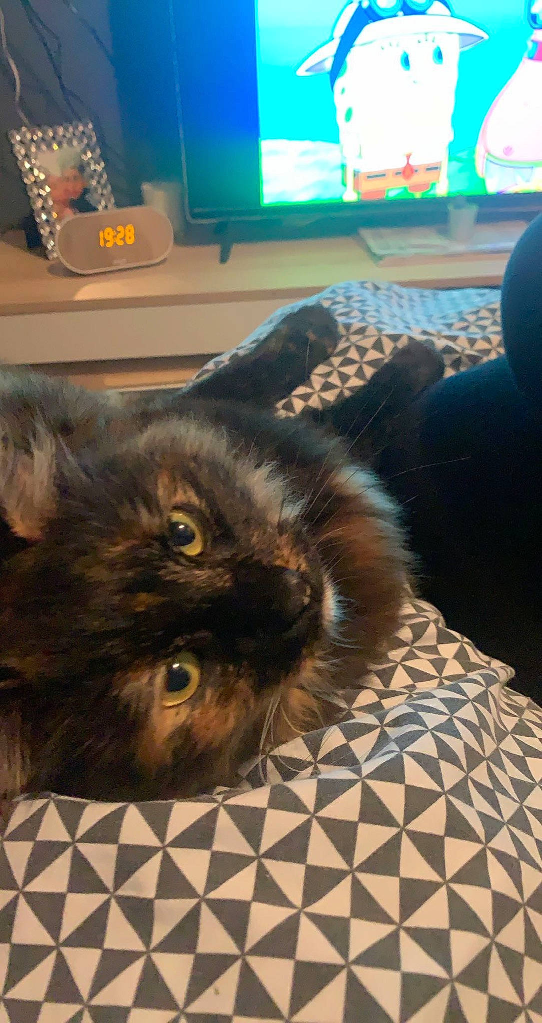 Princess a rejoint le concours — aidez-le/la à gagner de superbes lots ! black_cat, carnivore, cat, comfort, couch, domestic_short_haired_cat, eye, fawn, felidae, flooring, fur, home_appliance, living_room, pattern, room, small_to_medium_sized_cats, snout, tail, television, whiskers