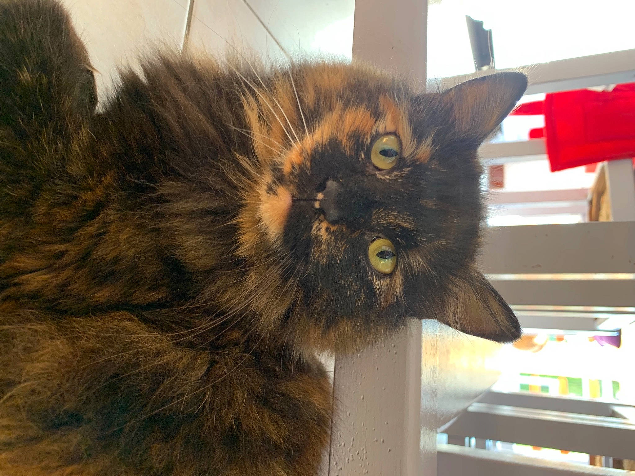 Princess a rejoint le concours — aidez-le/la à gagner de superbes lots ! black_cat, carnivore, cat, claw, domestic_short_haired_cat, ear, felidae, fur, paw, small_to_medium_sized_cats, snout, tail, terrestrial_animal, whiskers