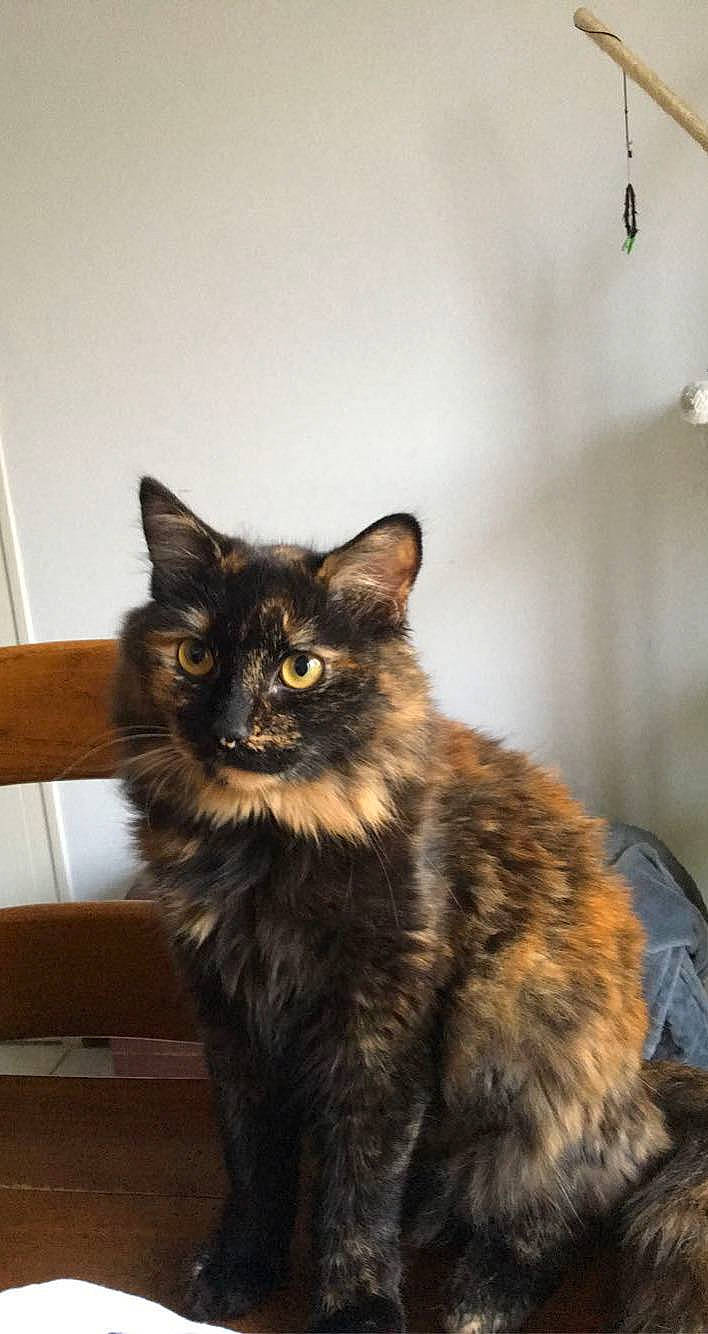 Princess participe au concours pour gagner de l'argent avec cette photo : black_cat, carnivore, cat, claw, domestic_short_haired_cat, felidae, fur, hair, maine_coon, small_to_medium_sized_cats, snout, tail, terrestrial_animal, whiskers, wood