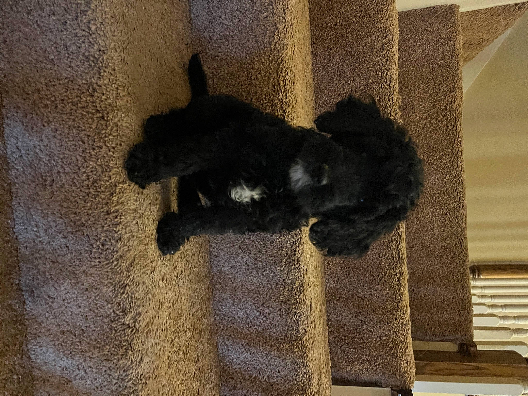 Roxy joined the competition — help win amazing prizes! black_cat, canidae, carnivore, companion_dog, dog_breed, felidae, floor, flooring, fur, grey, hardwood, pet_supply, room, shadow, small_to_medium_sized_cats, snout, sporting_group, tail, tints_and_shades, wood