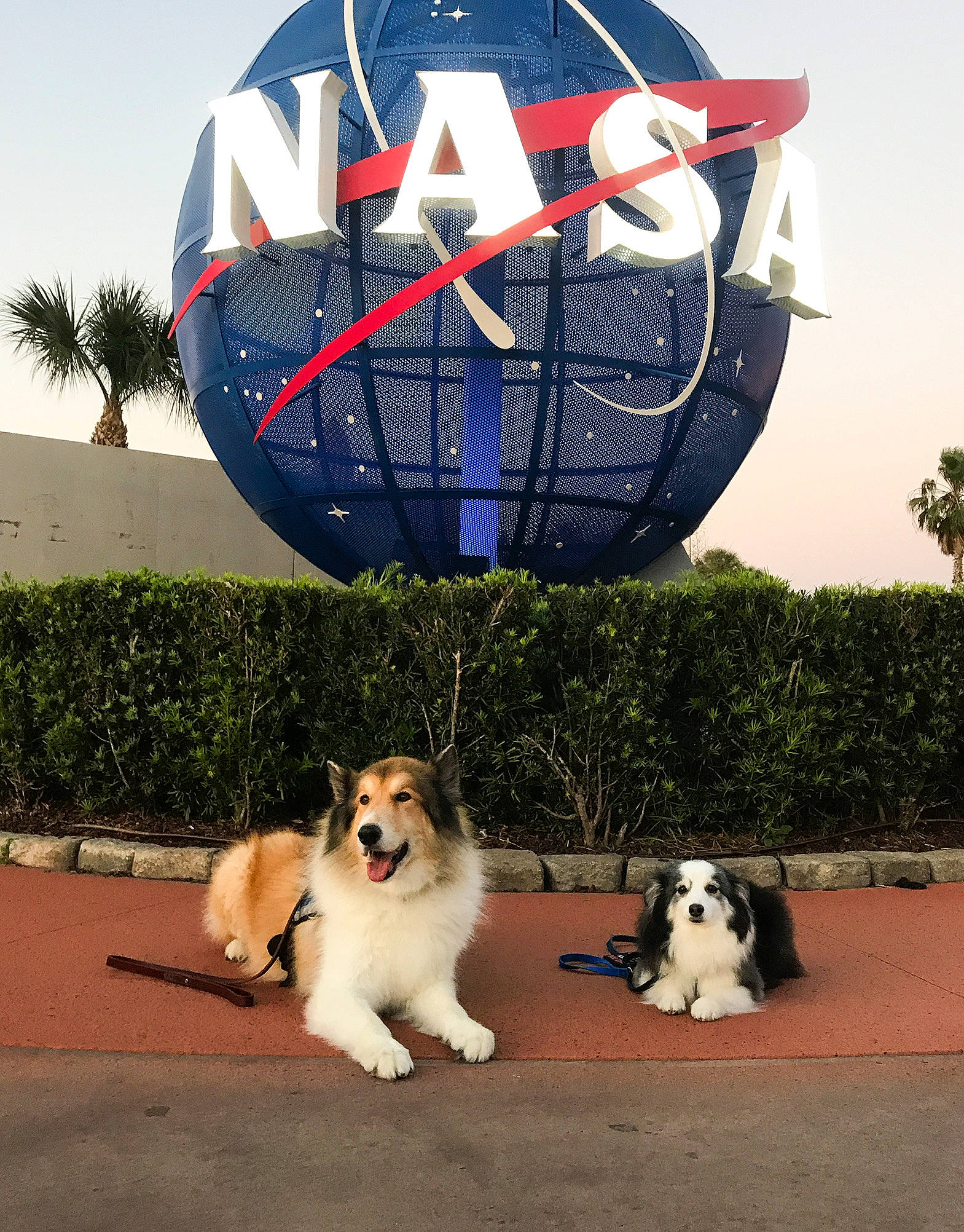 Caleb joined the competition — help win amazing prizes! art, blue, carnivore, circle, collar, companion_dog, dog, dog_breed, dog_supply, globe, grass, landscape, leisure, palm_tree, plant, recreation, sky, sporting_group, tree, world