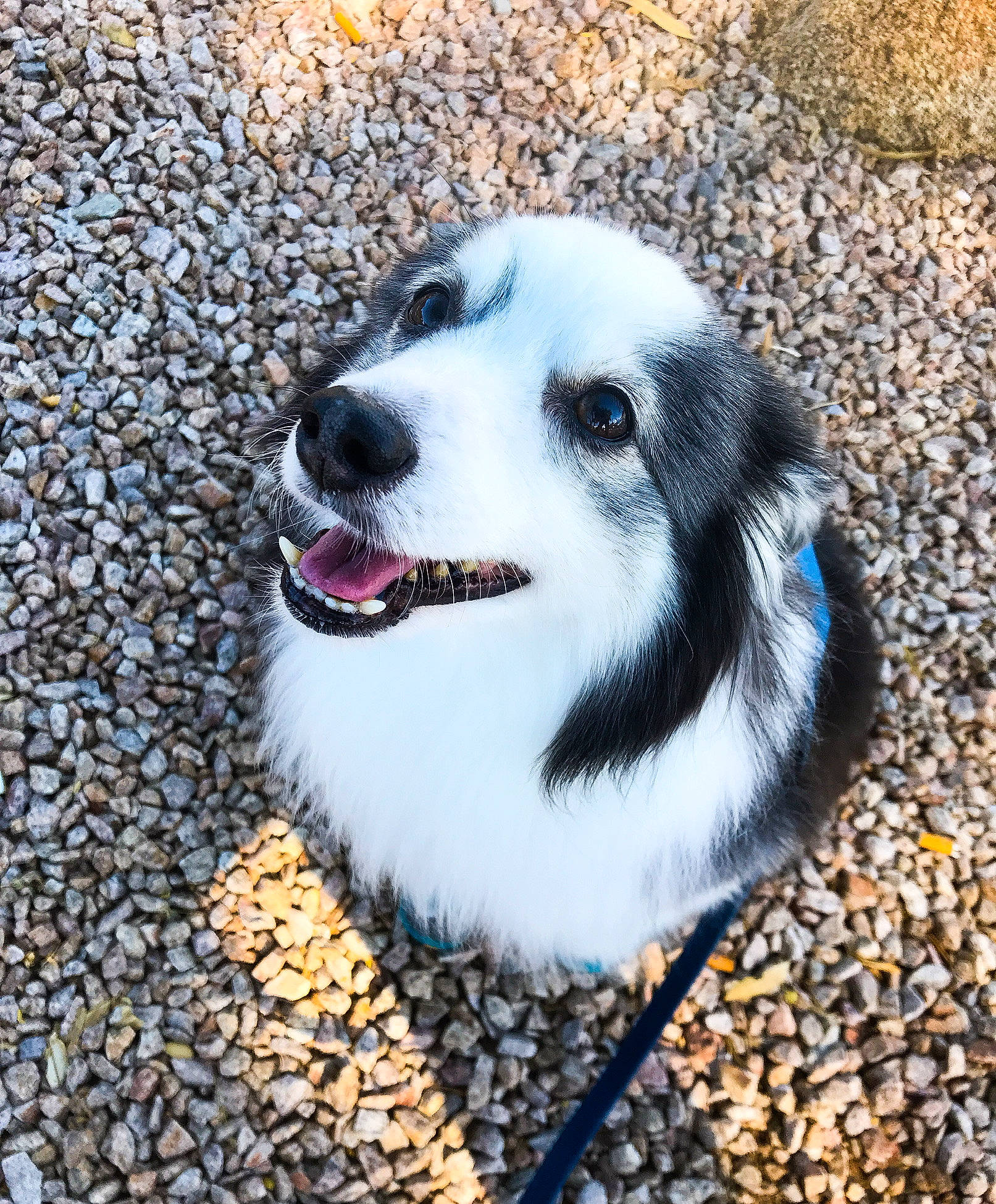 Caleb joined the competition — help win amazing prizes! ancient_dog_breeds, canidae, carnivore, companion_dog, dog, dog_breed, fur, grass, non_sporting_group, paw, road_surface, shadow, smile, snout, soil, sporting_group, terrestrial_animal, whiskers, working_dog