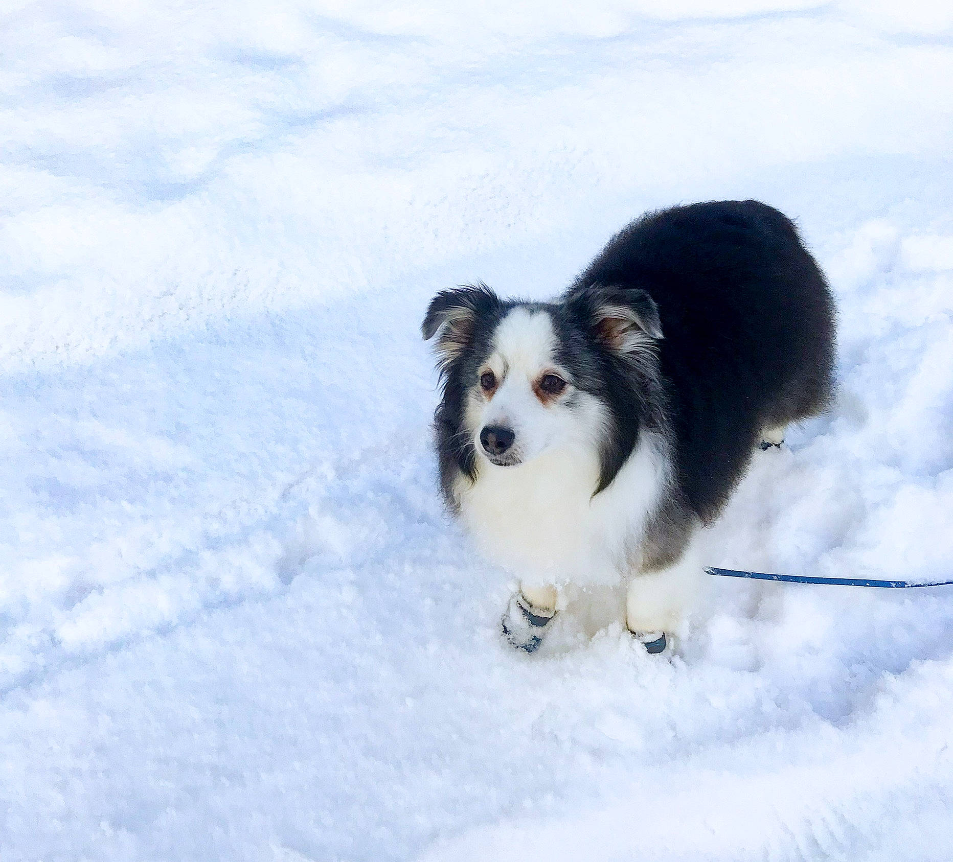 Caleb is registered to the contest to win money with this photo: ancient_dog_breeds, canidae, carnivore, companion_dog, corgi_chihuahua, dog, dog_breed, freezing, fur, herding_dog, snout, snow, sporting_group, terrestrial_animal, toy_dog, whiskers, winter, working_animal, working_dog