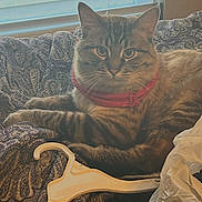 Nos joined the competition — help win amazing prizes! cat, tabby_cat, red_collar, blanket, patterned_blanket, window, window_blinds, hanger, plastic_hanger, crumpled_paper, indoor, pet, feline, resting, relaxed, curious, fur, whiskers, paw, domestic_animal