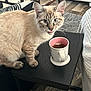 Nos is registered to the contest to win money with this photo: cat, tea_cup, table, living_room, wooden_floor, couch, remote_control, pillow, carpet, basket, furniture, pet, indoor, curious, animal, domestic_cat, striped_cat, tongue_out, mug, cozy
