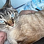cat, blue_eyes, fur, close_up, pet, animal, whiskers, face, domestic_cat, indoor, resting, human_arm, tattoo, blanket, cozy, comfort, looking_at_camera, tabby, striped_fur, soft_texture