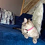 cat, collar, sofa, couch, pillow, furniture, indoor, pet, fur, relaxing, domestic_animal, wood_paneling, blue, white, pink, striped, tabby, animal, resting, side_view