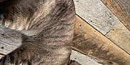 Korra is registered to the contest to win money with this photo: animal, cat, chair, curious, domestic, domestic_cat, ears, feline, flooring, furniture, home, household, indoor, looking, pet, pink_collar, striped_fur, tail, whiskers, wooden_floor