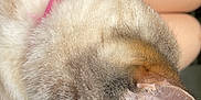 Korra is registered to the contest to win money with this photo: cat, feline, close_up, collar, pet, indoor, resting, fur, whiskers, animal, side_profile, bedroom, human_leg, blanket, soft, cute, domestic_animal, relaxing, pink_collar, sleepy