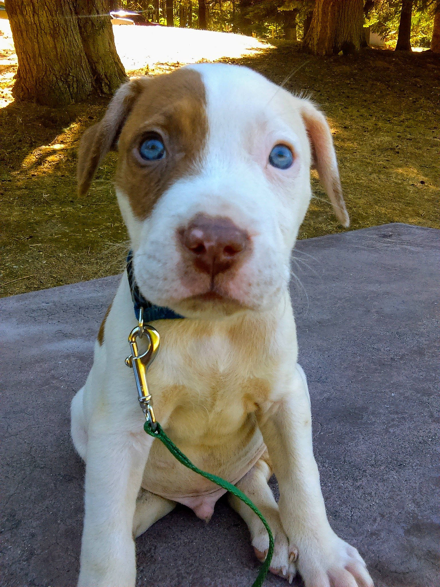 Seven is registered to the contest to win money with this photo: ancient_dog_breeds, art, canidae, carnivore, collar, companion_dog, dog, dog_breed, dog_collar, fawn, grass, hunting_dog, non_sporting_group, plant, snout, sporting_group, whiskers, working_animal