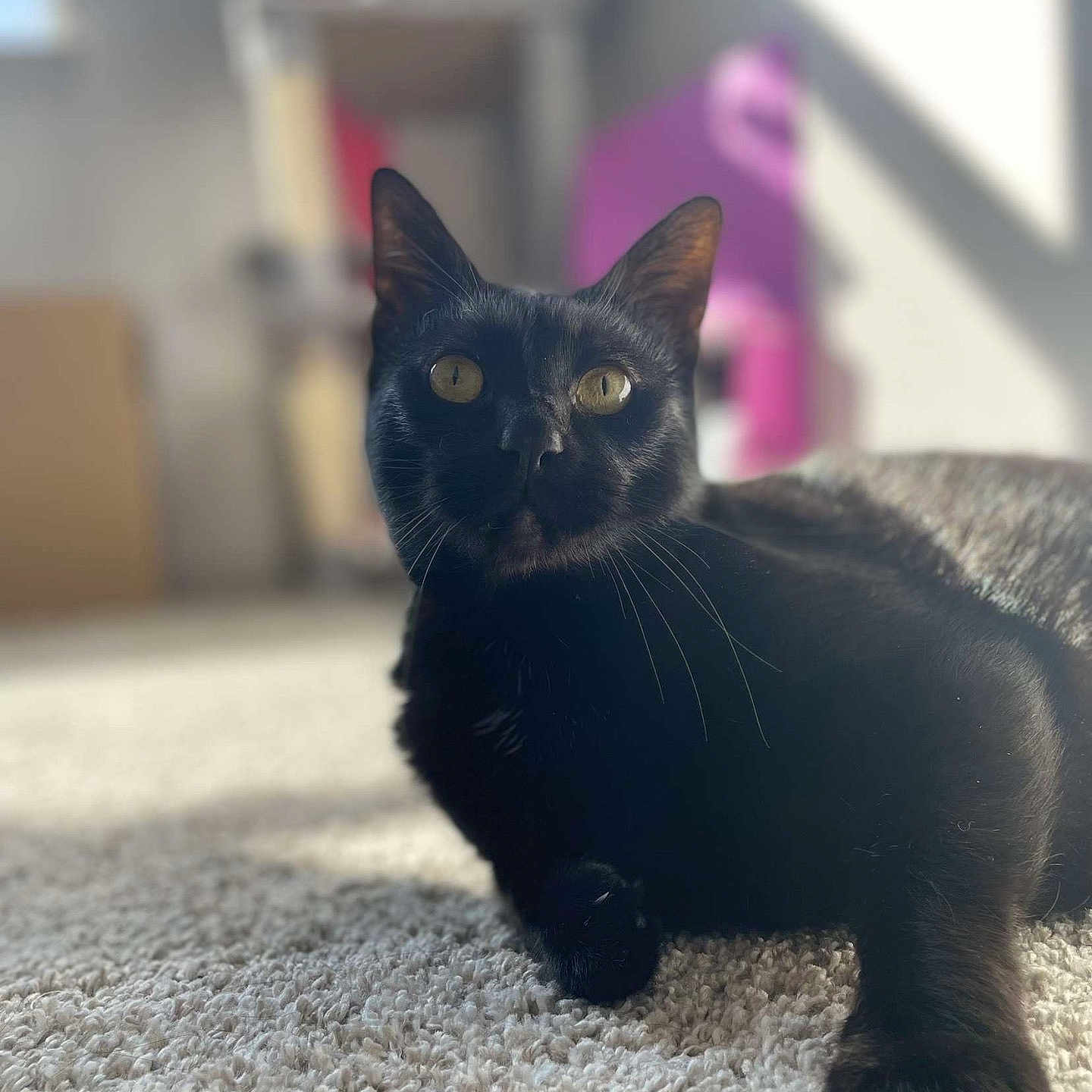 Draco